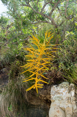 Tillandsia samaipatensis