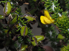 Aspalathus pachyloba