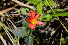 Turnera longiflora