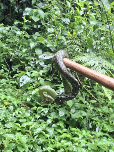 Great Lakes Bush Viper
