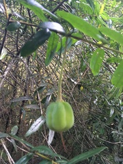 Crinodendron hookerianum