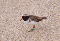 Thinornis novaeseelandiae