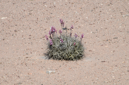 Tillandsia purpurea Ruiz & Pav.