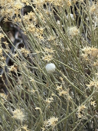 Unknown species found near Grand Canyon Village, AZ 86023, USA