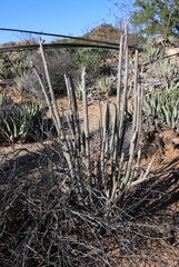 Euphorbia lomelii