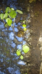 Elaphroconcha