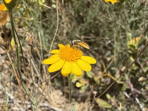 Unknown species found near Natural History Museum Los Angeles County, Los Angeles, CA, US