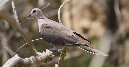 Red-eyed Dove