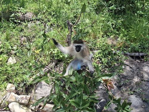 Vervet Monkey