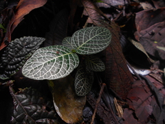 Fittonia albivenis