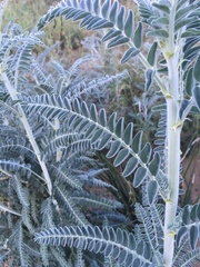 Astragalus brauntonii
