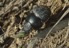 Lethrus apterus