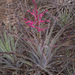 Bromelia hieronymi - Photo (c) Martin Lowry, alguns direitos reservados (CC BY-NC), uploaded by Martin Lowry