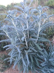 Astragalus brauntonii