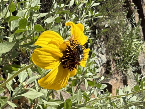 Unknown species found near Natural History Museum Los Angeles County, Los Angeles, CA, US