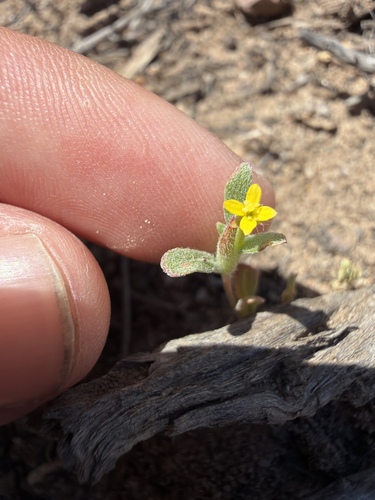 miniature suncup (Camissoniopsis micrantha)