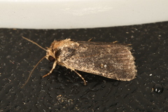 Proteuxoa nyctereutica