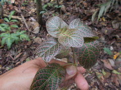 Fittonia albivenis