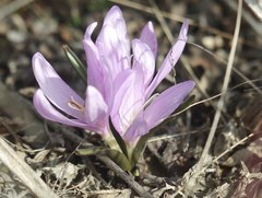Colchicum bulbocodium versicolor