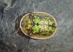 Cassida canaliculata