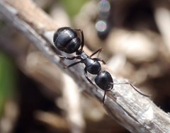 Camponotus piceus