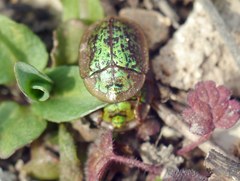 Cassida canaliculata