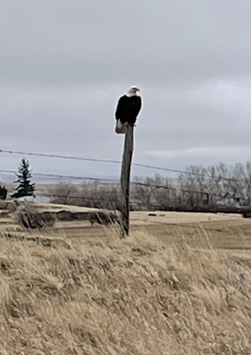 Bald Eagle