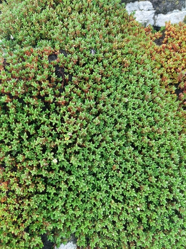 Crassula moschata observed 2026-03-22