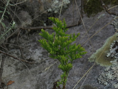 Glia prolifera