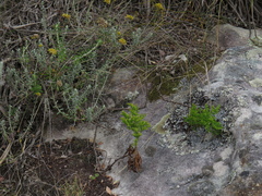 Glia prolifera