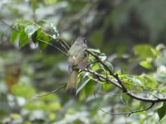 Spizixos semitorques