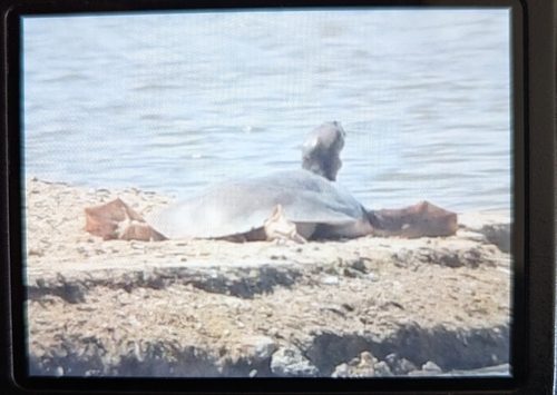 iNaturalist observation photo of Spiny Softshell
