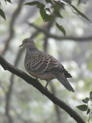 Streptopelia orientalis