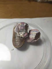 Megabalanus tintinnabulum