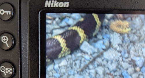 iNaturalist observation photo of California King Snake