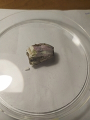 Megabalanus tintinnabulum