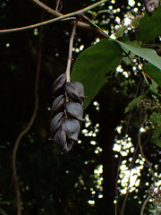 Mucuna championii