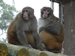 Macaca mulatta