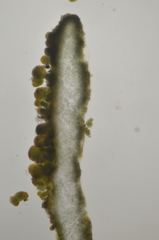 Collema subflaccidum