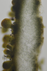 Collema subflaccidum