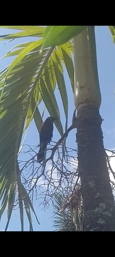 Carib Grackle