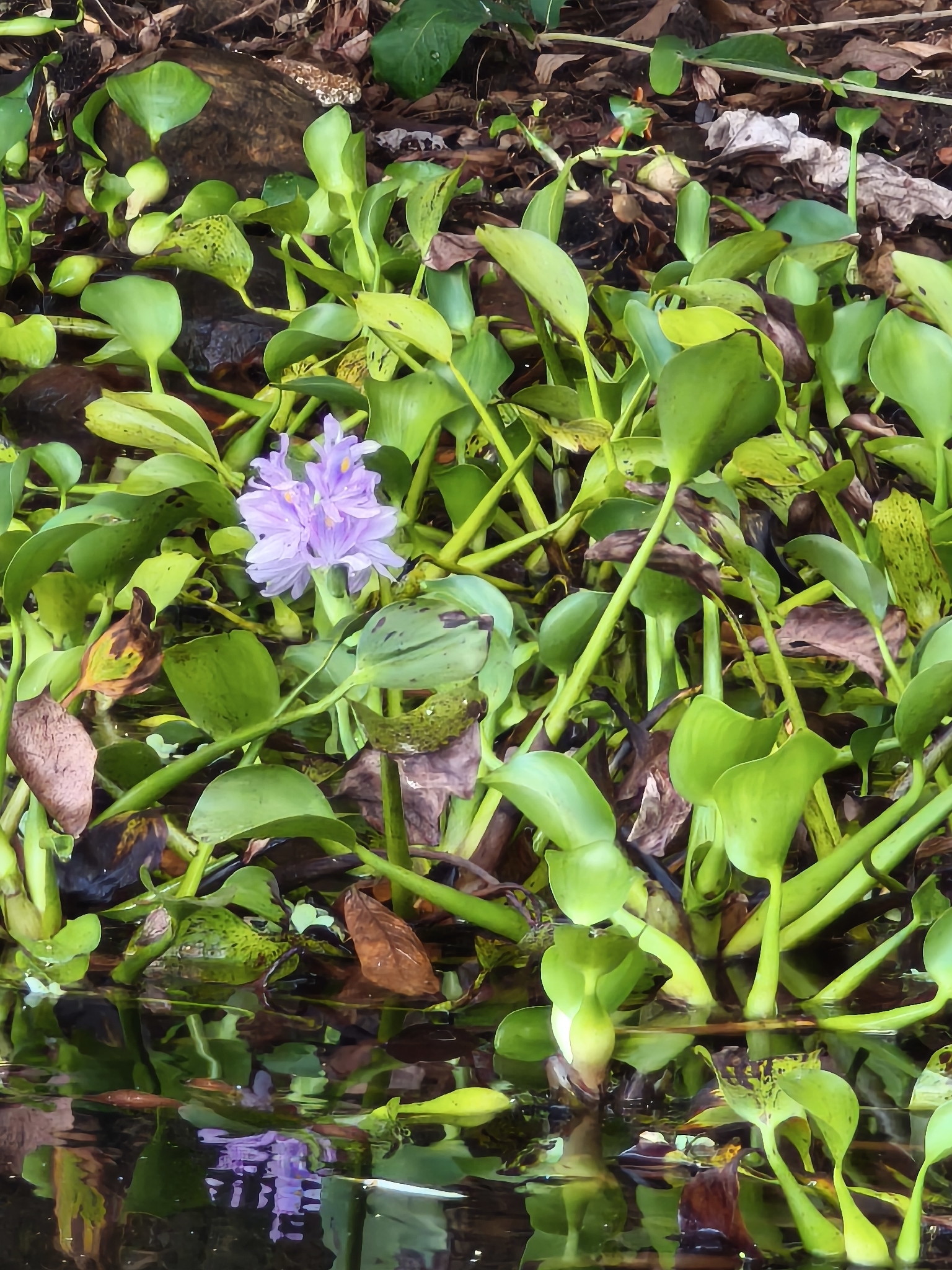 Pontederia crassipes