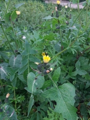 Sonchus oleraceus
