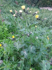 Sonchus oleraceus