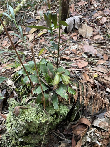 Vriesea racinae, photograph 2