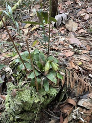 Vriesea racinae, photograph (c) B. Phalan, some rights reserved (CC BY)