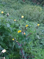 Sonchus oleraceus