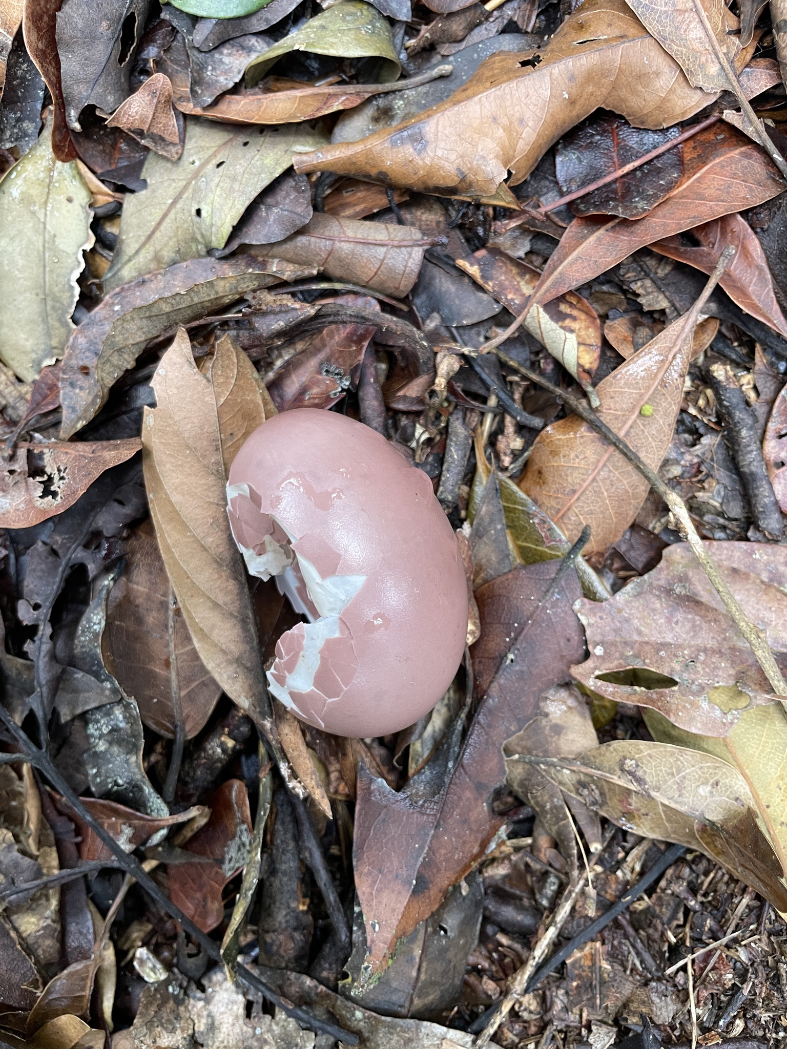 Brown Tinamou (Crypturellus obsoletus), photo 2