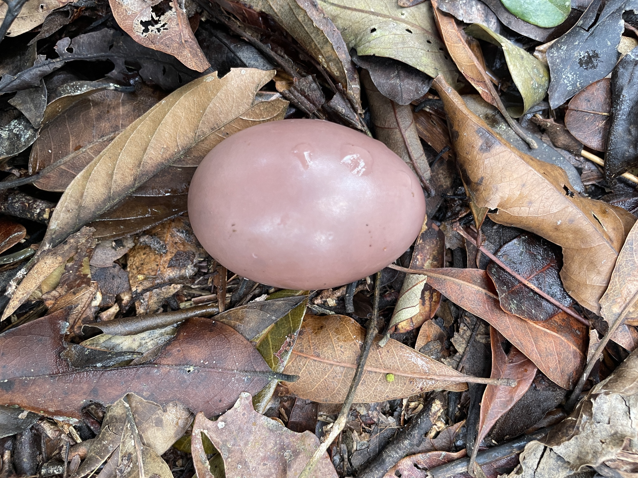Brown Tinamou (Crypturellus obsoletus), photo 1