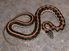 Thamnophis cyrtopsis ocellatus